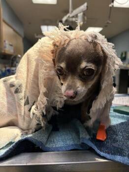 ROSIE ROO -  Chihuahua Dog for Adoption in Riverside, California - ROSIE ROO | PetCurious