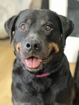 Rescue Rottweiler and Mixed Breed Dogs for Adoption in Burlington, Wisconsin - Bersa | PetCurious
