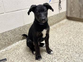 BRADFORD -  Labrador Retriever and Mixed Breed Dog for Adoption in Colorado Springs, Colorado - BRADFORD | PetCurious