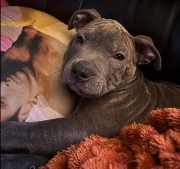 Staffordshire Bull Terrier Dogs Available for Adoption - Dewey | PetCurious