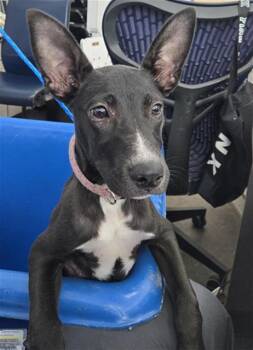 Rescue Mixed Breed Dogs for Adoption in Dallas, Texas - MAYBREE | PetCurious