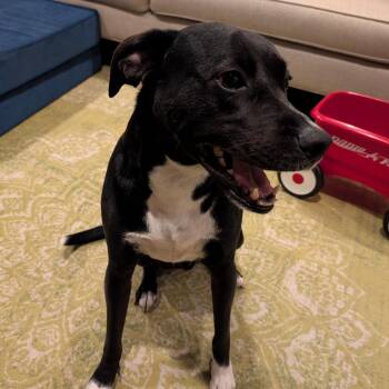 Alvin -  Black Labrador Retriever and Hound Dog for Adoption in New Orleans, Louisiana - Alvin | PetCurious