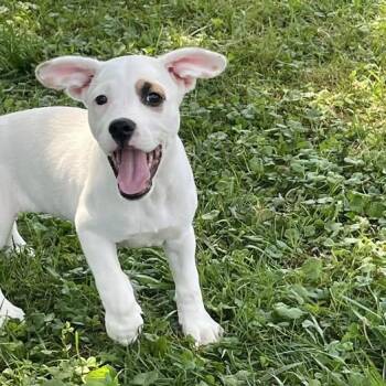 Rescue Mixed Breed Dogs for Adoption in Salisbury, Maryland - Jo Wilson | PetCurious