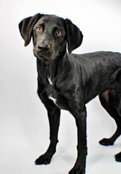 Tuna -  Labrador Retriever and Mixed Breed Dog for Adoption in Morton Grove, Illinois - Tuna | PetCurious