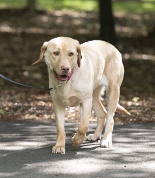 Labrador Retriever Dogs Available for Adoption in Arlington, Virginia - Rosie | PetCurious