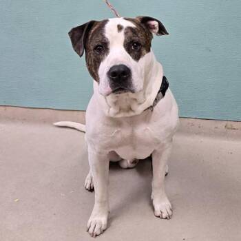 Jake -  American Staffordshire Terrier Dog for Adoption in Incline Village, Nevada - Jake | PetCurious