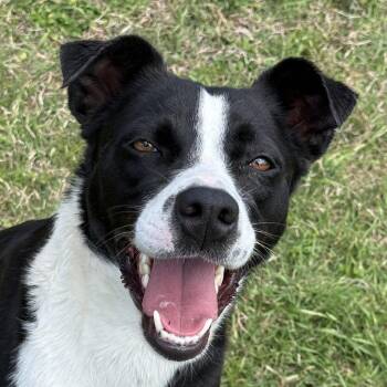 Border Collie Dogs Available for Adoption in Logan, Utah - Domino | PetCurious