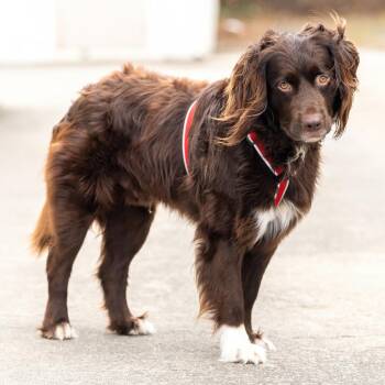 Spaniel Dogs Available for Adoption - Zen | PetCurious