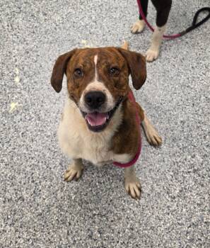 Choco Latte -  Terrier Dog for Adoption in Athens, Tennessee - Choco Latte | PetCurious