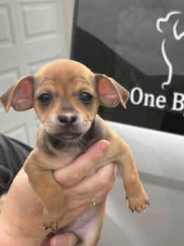 Macchiato -  Chihuahua and Mixed Breed Dog for Adoption in Irwin, Pennsylvania - Macchiato | PetCurious