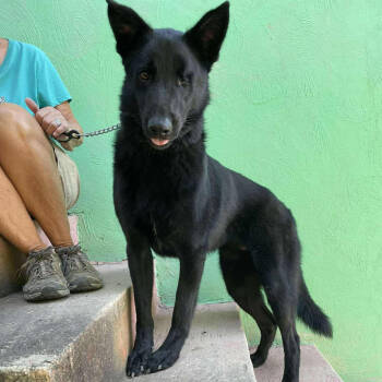 Rescue Labrador Retriever and Shepherd Dogs for Adoption in Bend, Oregon - Fergus | PetCurious