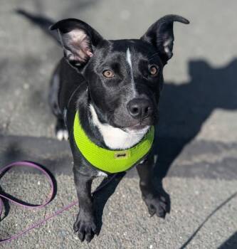 Mixed Breed Dogs Available for Adoption - Lucky Ducky | PetCurious