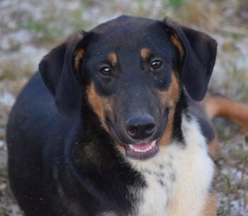 Archie-Mr Congeniality -  Hound Dog for Adoption in Rockport, Indiana - Archie-Mr Congeniality | PetCurious