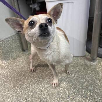 IVHS-Stray-140405 -  Chihuahua Dog for Adoption in San Gabriel, California - IVHS-Stray-140405 | PetCurious
