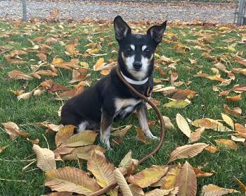 Rescue Chihuahua Dogs for Adoption in Yakima, Washington - Rugar | PetCurious