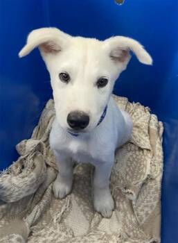 AUGUST -  Mixed Breed Dog for Adoption in Dallas, Texas - AUGUST | PetCurious