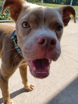 Spike -  Pit Bull Terrier Dog for Adoption in Kalamazoo, Michigan - Spike | PetCurious