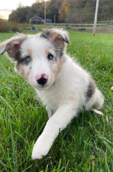 JOLENE -  Australian Shepherd Dog for Adoption in Carroll, Ohio - JOLENE | PetCurious