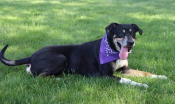 Mountain Dog Dogs Available for Adoption in Kansas City, Missouri - Mumford | PetCurious