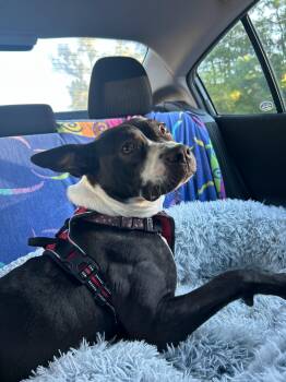 Black Labrador Retriever Dogs Available for Adoption in Charlotte, North Carolina - Lunabelle | PetCurious