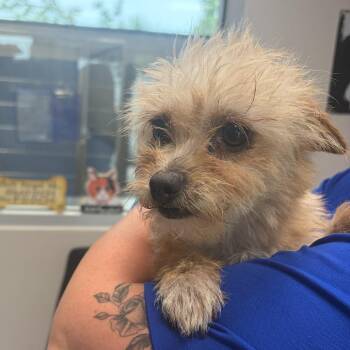 Cleo -  Mixed Breed Dog Available for Adoption in Englewood, Florida - Cleo | PetCurious