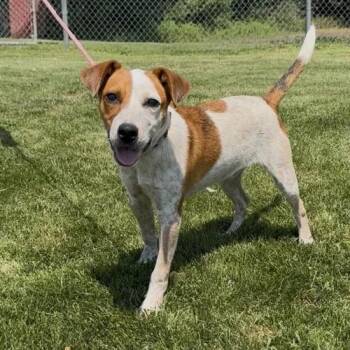 Frankie -  Hound Dog for Adoption in Dyer, Indiana - Frankie | PetCurious