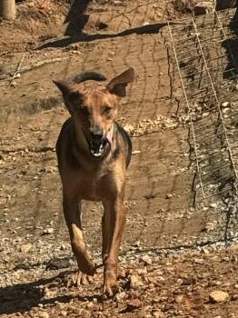 Rescue Black And Tan Coonhound Dogs for Adoption in Holly Springs, Mississippi - Bob | PetCurious