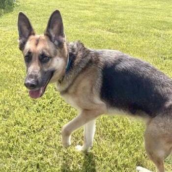 German Shepherd Dog Dogs Available for Adoption in Marshall, Virginia - Mocha | PetCurious