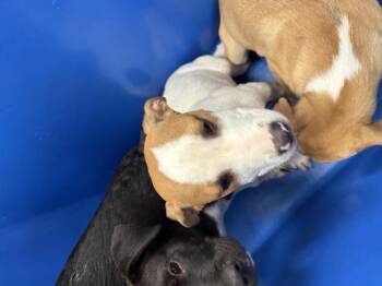 Mixed Breed Dogs Available for Adoption - LOVEY | PetCurious