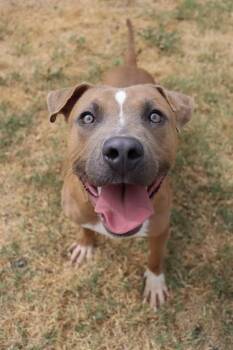 SONIC -  Pit Bull Terrier and Mixed Breed Dog for Adoption in Oklahoma City, Oklahoma - SONIC | PetCurious