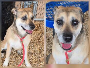 German Shepherd Dog and Mixed Breed Dogs Available for Adoption in Albuquerque, New Mexico - SONJAH | PetCurious