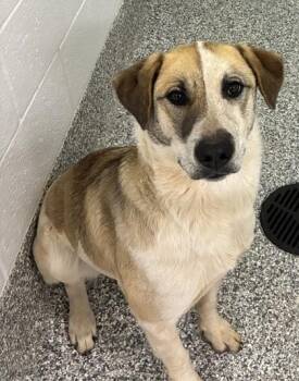 Mixed Breed Dogs Available for Adoption - 26-88 | PetCurious