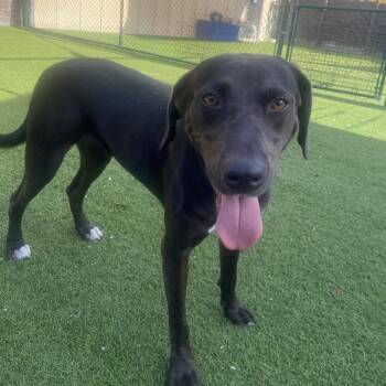 Virginia Woof 2449 -  Mixed Breed Dog for Adoption in Loxahatchee Groves, Florida - Virginia Woof 2449 | PetCurious