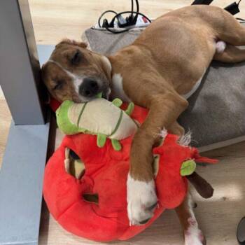 Alfie -  Hound and Mixed Breed Dog for Adoption in Fishers, Indiana - Alfie | PetCurious