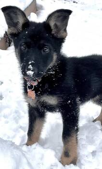 German Shepherd Dog Dogs Available for Adoption - Collin | PetCurious