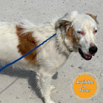 Diesel -  Australian Shepherd Dog Available for Adoption in Normal, Illinois - Diesel | PetCurious