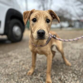 Labrador Retriever Dogs Available for Adoption - Hummus | PetCurious