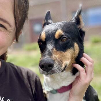 Cattle Dog and Mixed Breed Dogs Available for Adoption in Glenwood Springs, Colorado - Luz | PetCurious
