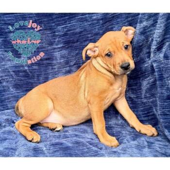 Rose -  Australian Cattle Dog Blue Heeler and Shar Pei Dog for Adoption in Inglewood, California - Rose | PetCurious