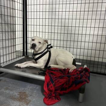 Nimbus -  Pit Bull Terrier Dog for Adoption in St. Louis, Missouri - Nimbus | PetCurious