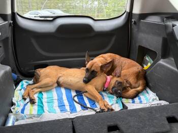 Belgian Shepherd Malinois Dogs Available for Adoption in Lockhart, Texas - Honey | PetCurious