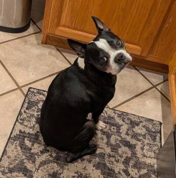 Boudreaux in MO -  Boston Terrier Dog for Adoption - Boudreaux In MO | PetCurious