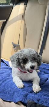 La Belle -  Poodle Dog for Adoption in Chester Springs, Pennsylvania - La Belle | PetCurious