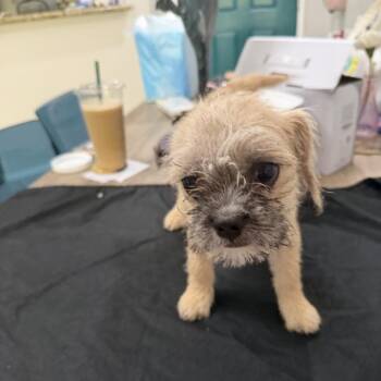 Griffin -  French Bulldog and Mixed Breed Dog for Adoption in San Diego, California - Griffin | PetCurious