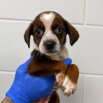 Saturn -  Labrador Retriever and Mixed Breed Dog for Adoption in Marshall, Texas - Saturn | PetCurious
