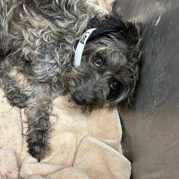 Lena -  Miniature Schnauzer Dog for Adoption in Birmingham, Alabama - Lena | PetCurious