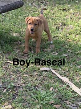Labrador Retriever Dogs Available for Adoption - Rascal | PetCurious