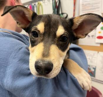 Shepherd Dogs Available for Adoption in Golden, Colorado - Kip | PetCurious
