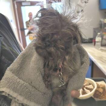 Theodora -  Yorkshire Terrier Dog Available for Adoption in East St. Louis, Illinois - Theodora | PetCurious