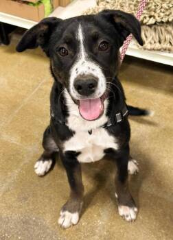 Gracie -  Mixed Breed Dog for Adoption in Sun Prairie, Wisconsin - Gracie | PetCurious